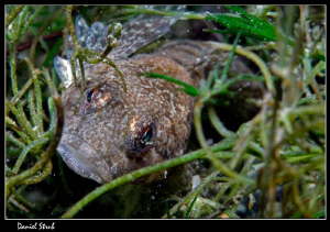 Cottus Gobio - same "fondue-dive" :-D by Daniel Strub 